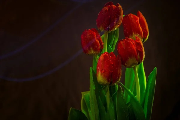 Flor Tulipán Rojo Cerca Sobre Fondo Verde Pétalos Rojos Cerca —  Fotos de Stock