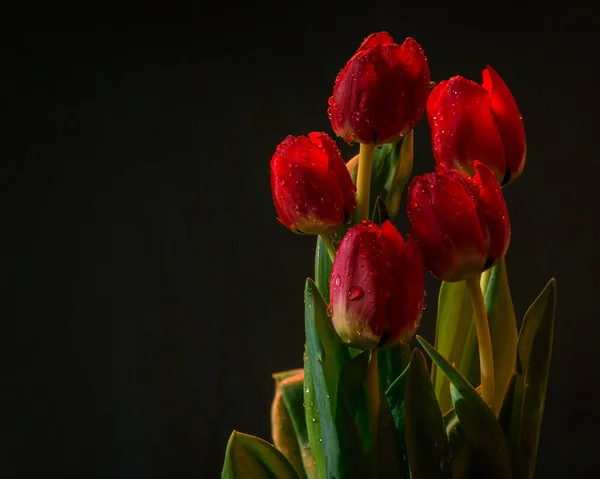 Červený Tulipán Květ Zblízka Zeleném Pozadí Červené Okvětní Lístky Zblízka — Stock fotografie