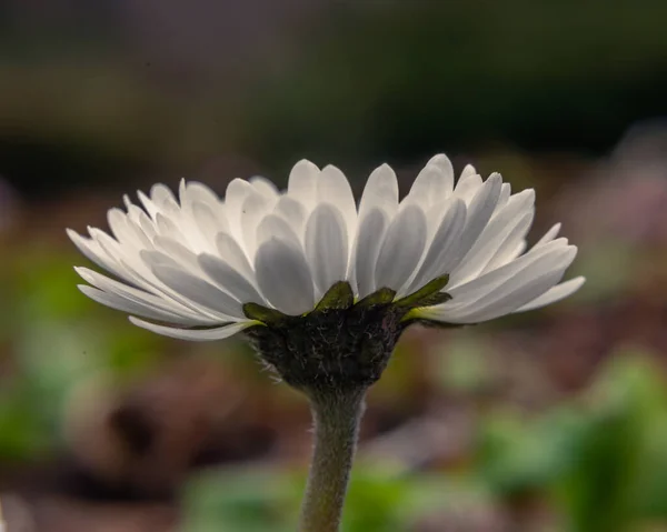 Aster Violette Violette Rosa Weiße Aster Blüten Auf Grünem Laubgrund — Stockfoto