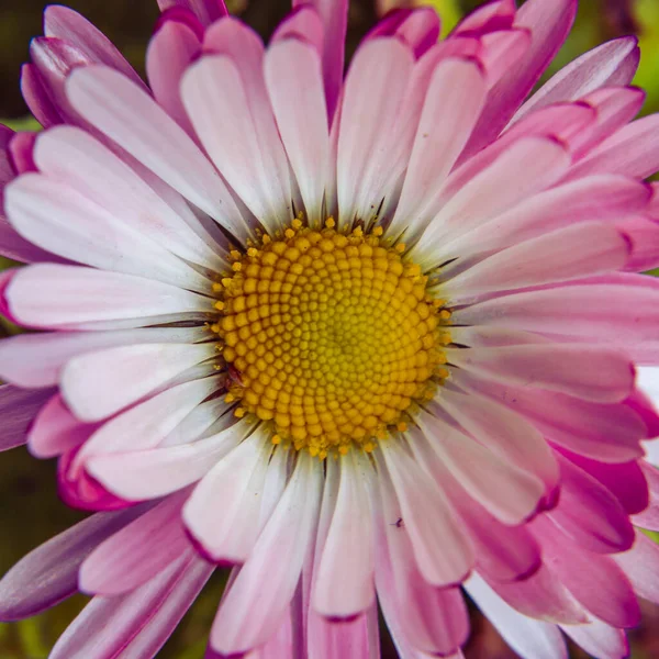 Άστερ Βάιολετ Μοβ Ροζ Λευκά Αστραφτερά Λουλούδια Φόντο Πράσινων Φύλλων — Φωτογραφία Αρχείου
