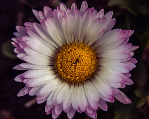 紫罗兰花 粉红色 白色的过山车花绿色叶背 多年生植物 三月初关闭花园 高质量照片 紫锥菊科 — 图库照片