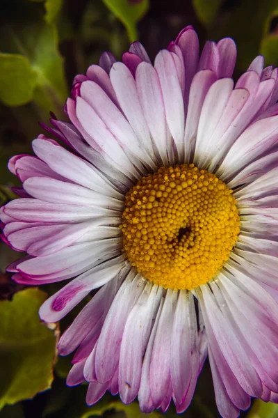 紫罗兰花 粉红色 白色的过山车花绿色叶背 多年生植物 三月初关闭花园 高质量照片 紫锥菊科 — 图库照片