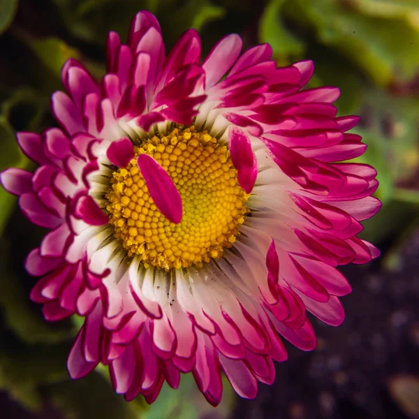 Aster Violette Violette Rosa Weiße Aster Blüten Auf Grünem Laubgrund — Stockfoto