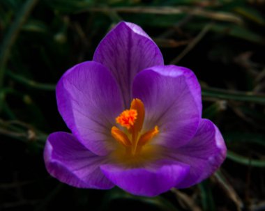 Bahar çiçekleri ve canlanan doğa, dışarıda ormanda ya da parkta yetişen güzel mor tarlalar. Vahşi timsahlar ormandaki doğal ortamlarında çiçek açarlar. heuffelianus