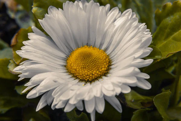 Aster Violet Roxo Rosa Flores Aster Branco Fundo Folhas Verdes — Fotografia de Stock