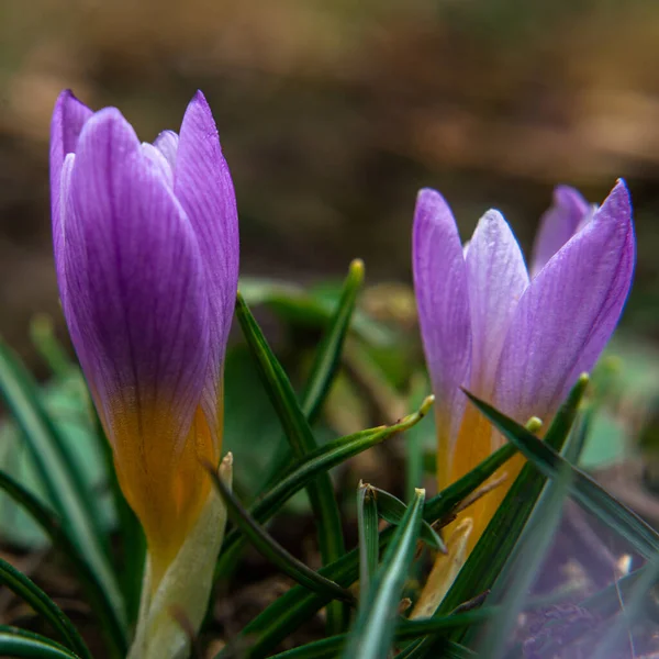 Primavera Crescendo Flores Natureza Que Ganha Vida Belo Croco Roxo — Fotografia de Stock