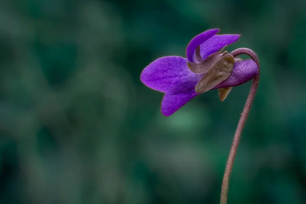 Viola Cucullata Fiore Viola Sfondo Naturale Vista Macro Dettagliata Primo — Foto Stock
