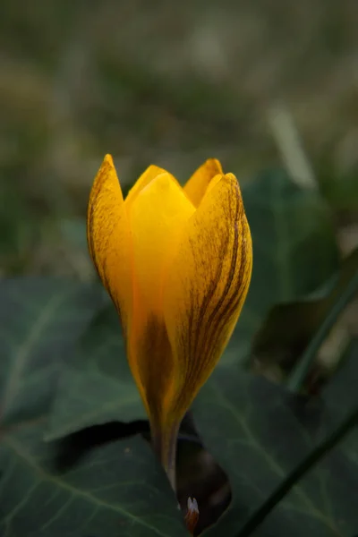 Wiosna Rośnie Kwiaty Przyroda Która Ożywa Piękny Pomarańczowy Krokus Zewnątrz — Zdjęcie stockowe