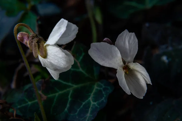 Viola Okurka Bílá Květ Přirozeném Pozadí Podrobný Pohled Makro Detailní — Stock fotografie