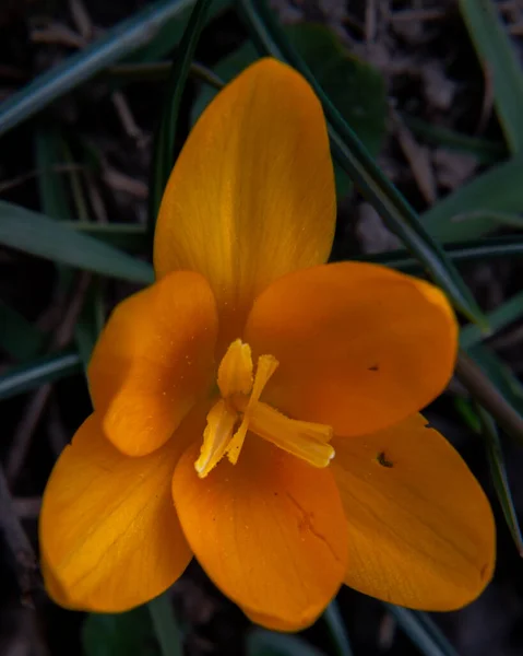 Весна Растет Цветы Природа Которая Оживает Красивый Оранжевый Крокус Снаружи — стоковое фото