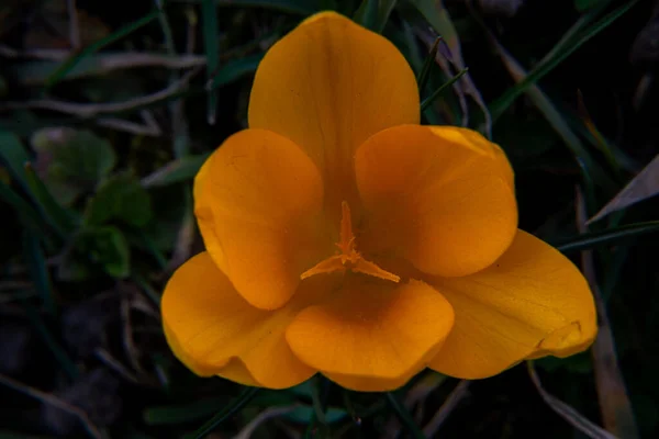 Printemps Des Fleurs Nature Qui Prend Vie Belle Crocus Orange — Photo