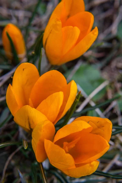 Wiosna Rośnie Kwiaty Przyroda Która Ożywa Piękny Pomarańczowy Krokus Zewnątrz — Zdjęcie stockowe