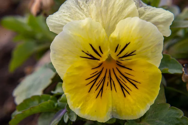 Viola Lutea Pansy Montanha Pradarias Flor Close Flor Amarela Brilhante — Fotografia de Stock