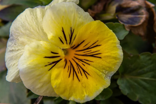 Viola Lutea Mountain Pansy Grassland Flower Closeup Bright Yellow Flower — Stock Photo, Image