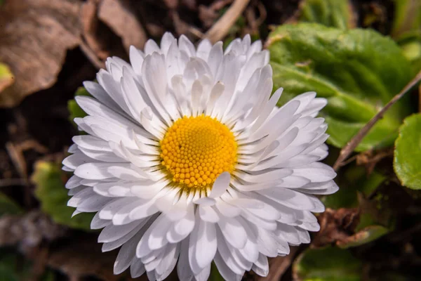 Aster Violet Roxo Rosa Flores Aster Branco Fundo Folhas Verdes — Fotografia de Stock