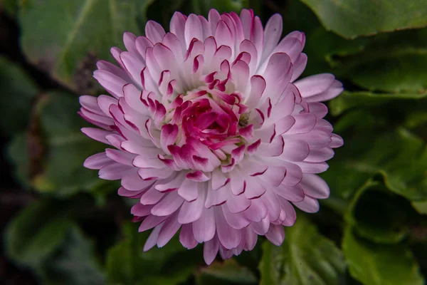 Άστερ Βάιολετ Μοβ Ροζ Λευκά Αστραφτερά Λουλούδια Φόντο Πράσινων Φύλλων — Φωτογραφία Αρχείου
