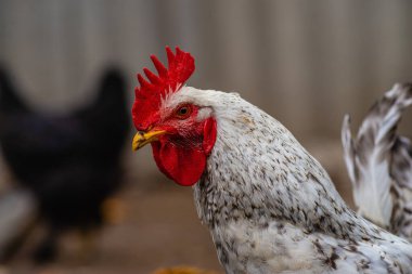 Köydeki tavuklar için ağılda güzel bir horoz var, yakın plan. Güzel alet. Horoz beyazı benekli renk 