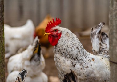 Köydeki tavuklar için ağılda güzel bir horoz var, yakın plan. Güzel alet. Horoz beyaz rengi 