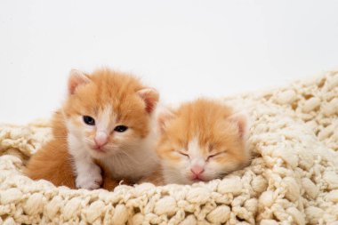 Beyaz arka planda izole edilmiş üç küçük kırmızı kedi yavrusu. Evdeki beyaz örgülü yatağa uzanmış büyük gözlü sevimli kızıl kedi yavrusu portresi. Kitty kameraya bakıyor. Mutlu kedi evcil hayvanları kavramı. Gülümse kedi.