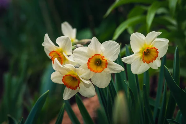 Primavera Narciso Narciso Floresce Canteiro Flores Flores Narciso Amarelo Branco — Fotografia de Stock