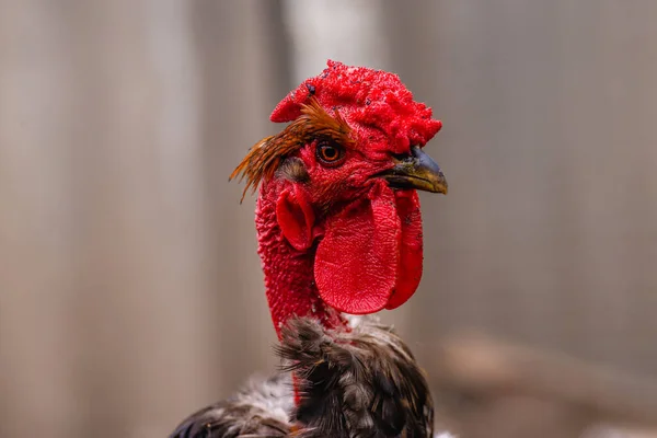 Horizontal Portrait Young Brown Cock Bare Neck Place Note Text — Stock Photo, Image