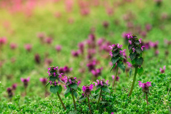Lamium Purpureum Uma Espécie Planta Com Flor Herbácea Pertencente Família — Fotografia de Stock