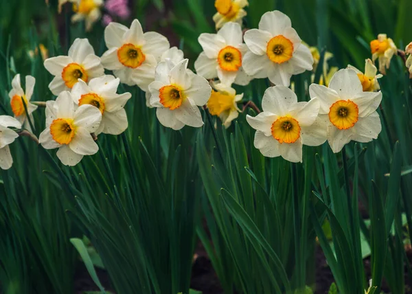 Primavera Narciso Narciso Floresce Canteiro Flores Flores Narciso Amarelo Branco — Fotografia de Stock