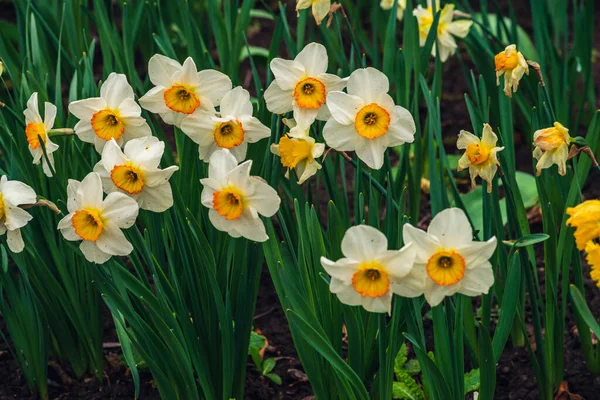 Primavera Fioriscono Narcisi Narcisi Aiuola Fiori Narciso Giallo Bianco Fioritura — Foto Stock