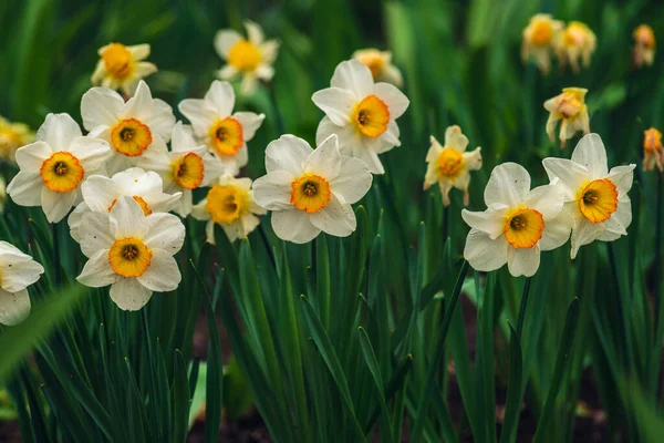 Primavera Narciso Narciso Floresce Canteiro Flores Flores Narciso Amarelo Branco — Fotografia de Stock