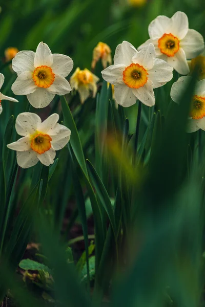 Весной Нарцисс Нарциссы Цветет Клумбе Цветы Нарцисса Желтые Белые Цветущие — стоковое фото