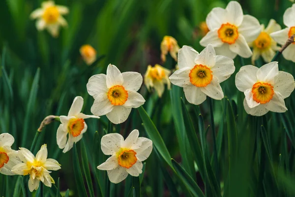 Frühjahr Blühen Narzissen Narzissen Einem Blumenbeet Blumen Narcissus Gelb Und — Stockfoto