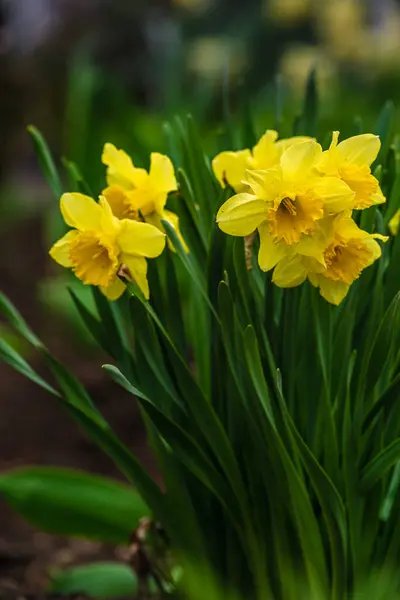 Primavera Los Narcisos Florecen Macizo Flores Flores Narciso Amarillo Blanco —  Fotos de Stock