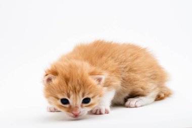 Beyaz arka planda izole edilmiş üç küçük kırmızı kedi yavrusu. Evdeki beyaz örgülü yatağa uzanmış büyük gözlü sevimli kızıl kedi yavrusu portresi. Kitty kameraya bakıyor. Mutlu kedi evcil hayvanları kavramı. Gülümse kedi.