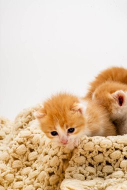 Beyaz arka planda izole edilmiş üç küçük kırmızı kedi yavrusu. Evdeki beyaz örgülü yatağa uzanmış büyük gözlü sevimli kızıl kedi yavrusu portresi. Kitty kameraya bakıyor. Mutlu kedi evcil hayvanları kavramı. Gülümse kedi.