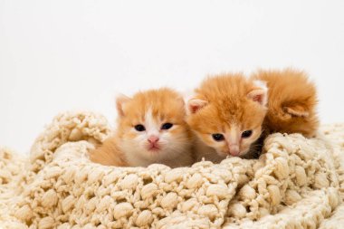 Beyaz arka planda izole edilmiş üç küçük kırmızı kedi yavrusu. Evdeki beyaz örgülü yatağa uzanmış büyük gözlü sevimli kızıl kedi yavrusu portresi. Kitty kameraya bakıyor. Mutlu kedi evcil hayvanları kavramı. Gülümse kedi.