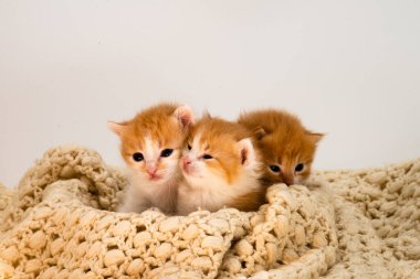 Beyaz arka planda izole edilmiş üç küçük kırmızı kedi yavrusu. Evdeki beyaz örgülü yatağa uzanmış büyük gözlü sevimli kızıl kedi yavrusu portresi. Kitty kameraya bakıyor. Mutlu kedi evcil hayvanları kavramı. Gülümse kedi.