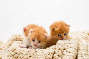 Beyaz arka planda izole edilmiş üç küçük kırmızı kedi yavrusu. Evdeki beyaz örgülü yatağa uzanmış büyük gözlü sevimli kızıl kedi yavrusu portresi. Kitty kameraya bakıyor. Mutlu kedi evcil hayvanları kavramı. Gülümse kedi.