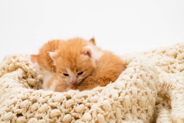 Beyaz arka planda izole edilmiş üç küçük kırmızı kedi yavrusu. Evdeki beyaz örgülü yatağa uzanmış büyük gözlü sevimli kızıl kedi yavrusu portresi. Kitty kameraya bakıyor. Mutlu kedi evcil hayvanları kavramı. Gülümse kedi.