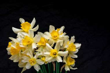 Çiçekler Narcissus sarı ve beyaz. Çiçek pankartı. Sarı, beyaz, siyah, mavi arkaplanda izole edilmiş taze nergisler. Basit bir bayram tebrik kartı, davetiye. Metin için boşluk, minimalist