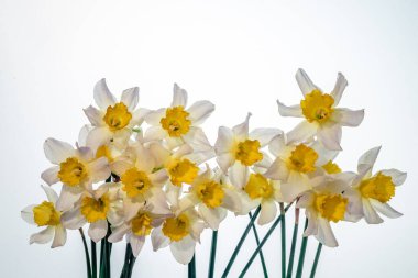 Çiçekler Narcissus sarı ve beyaz. Çiçek pankartı. Sarı, beyaz, siyah, mavi arkaplanda izole edilmiş taze nergisler. Basit bir bayram tebrik kartı, davetiye. Metin için boşluk, minimalist