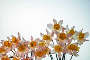 Çiçekler Narcissus sarı ve beyaz. Çiçek pankartı. Sarı, beyaz, siyah, mavi arkaplanda izole edilmiş taze nergisler. Basit bir bayram tebrik kartı, davetiye. Metin için boşluk, minimalist