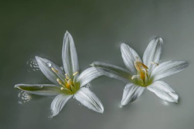 Romulea. Zephyranthes (Yağmur Zambağı) Çiçek Mavisi, Atamasco zambak çiçekleri bir kase su, bahar çiçekleri, beyaz çiçekler, gri arka plan, makro 