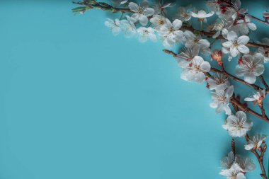 Gökyüzünde beyaz erik çiçeklerinin güzel dallarının seçici odak noktası mavi arka plan, stüdyoda bahar mevsiminde güzel çiçekler, çiçek desenli doku, fotokopi alanı ile çapraz kompozisyon