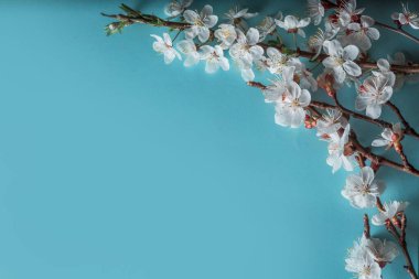 Gökyüzünde beyaz erik çiçeklerinin güzel dallarının seçici odak noktası mavi arka plan, stüdyoda bahar mevsiminde güzel çiçekler, çiçek desenli doku, fotokopi alanı ile çapraz kompozisyon