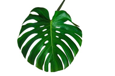 Güzel tropikal canavar yaprağı, beyaz zemin üzerinde izole edilmiş tasarım elementleri için kırpma yolu, düz, Vibrant Green Mostera Yaprakları