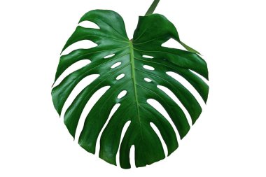 Güzel tropikal canavar yaprağı, beyaz zemin üzerinde izole edilmiş tasarım elementleri için kırpma yolu, düz, Vibrant Green Mostera Yaprakları