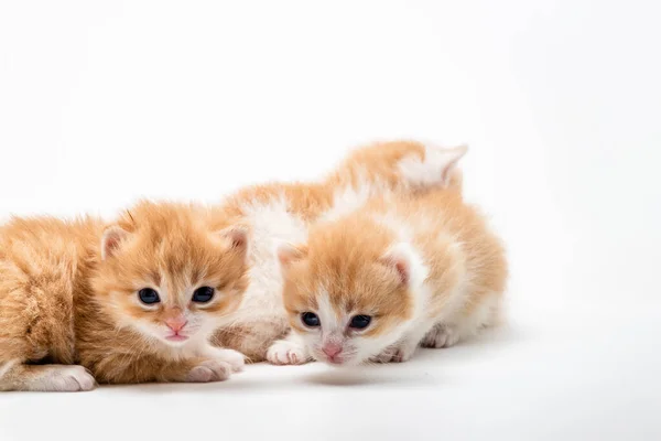 Три Маленькі Грайливі Червоні Кошенята Ізольовані Білому Тлі Портрет Милий — стокове фото