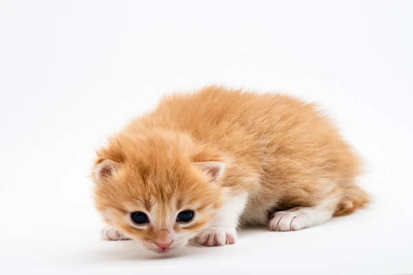 Três Gatinho Vermelho Brincalhão Isolado Fundo Branco Retrato Bonito Vermelho — Fotografia de Stock