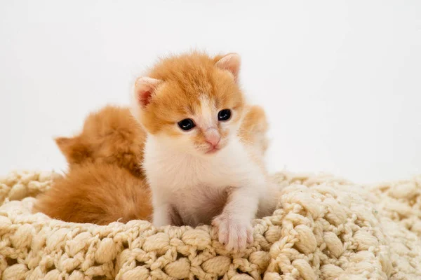 กแมวส แดงเล นสามต วแยกก นบนพ นหล ขาว ปภาพล กแมวข แดงน — ภาพถ่ายสต็อก