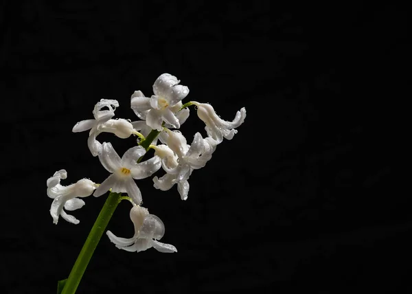 Zambila Giacinto Bianco Hyacinthus Orientalis Isolato Fondo Nero Primo Fiore — Foto Stock